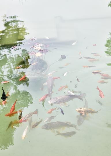 Fische – aus der Serie «Haiku»